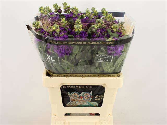 <h4>MATTH IRON PURPLE</h4>