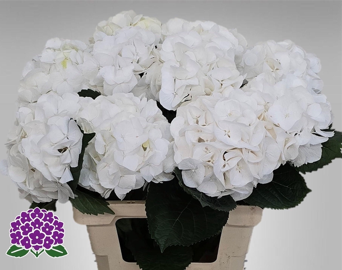 <h4>HYDR M MY AKITO</h4>