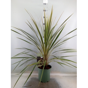 Cordyline austr. 'Variegata'