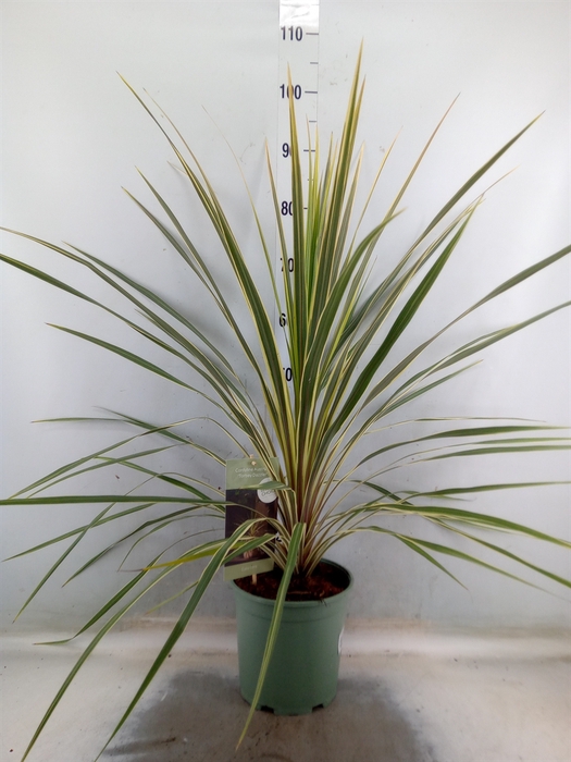 <h4>Cordyline austr. 'Variegata'</h4>