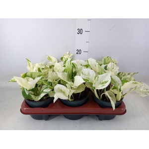 Epipremnum pinn. 'Happy Leaf'