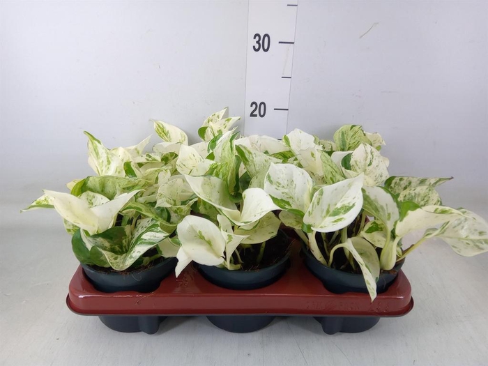 <h4>Epipremnum pinn. 'Happy Leaf'</h4>