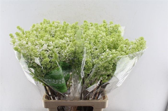 <h4>Syr Stepman White</h4>