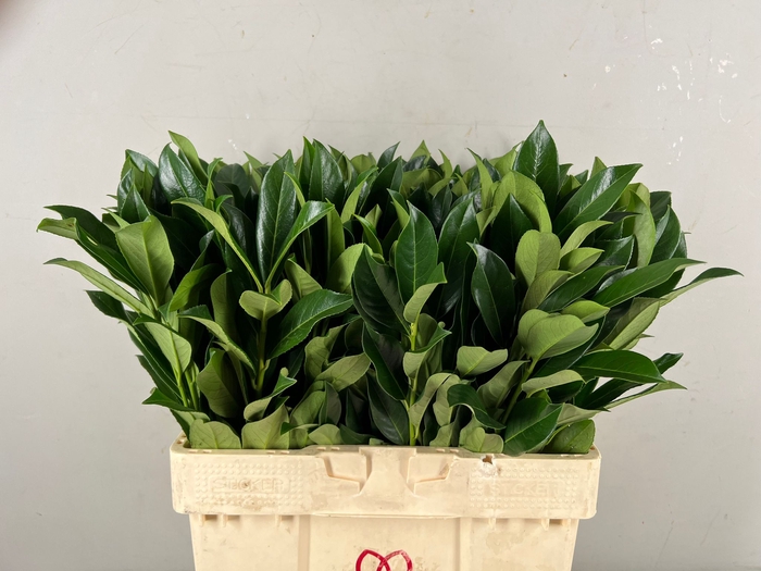 <h4>LAURIERBLAD</h4>