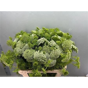 AMMI VIS CASABLANCA