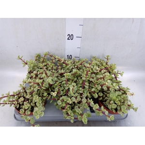 Portulacaria afra 'Variegata'