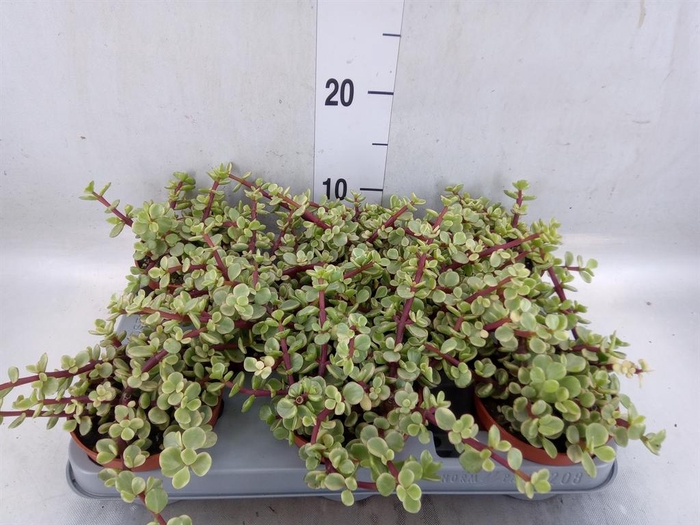 <h4>Portulacaria afra 'Variegata'</h4>