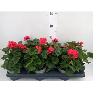 Pelargonium zona. 'Tosca Bernd'