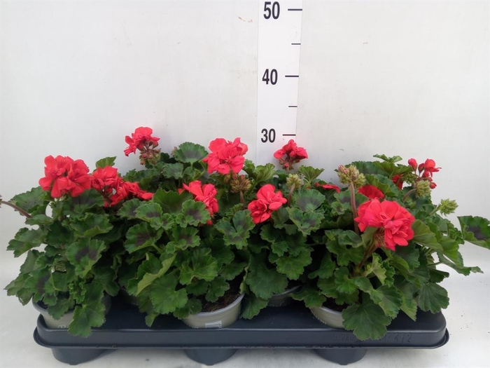 <h4>Pelargonium zona. 'Tosca Bernd'</h4>