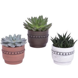 Succulenten mix Ø8,5cm in Ø10cm Ceramic Pot Beads Rim