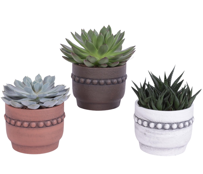 <h4>Succulenten mix Ø8,5cm in Ø10cm Ceramic Pot Beads Rim</h4>