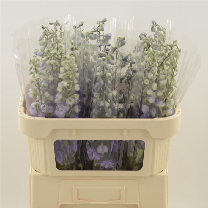 <h4>Delphinium Purple Heart</h4>