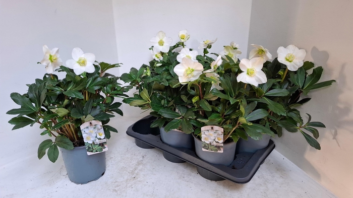 <h4>HELL NI MON BLANC</h4>