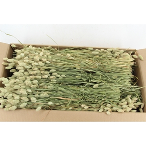 DF Phalaris Bs 200gr