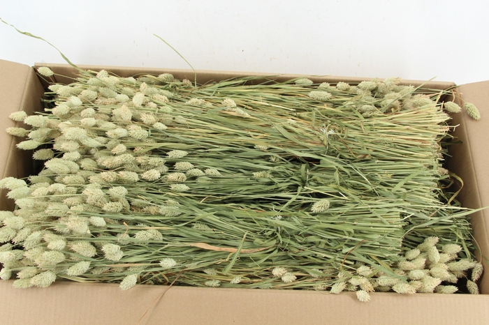 <h4>DF Phalaris Bs 200gr</h4>