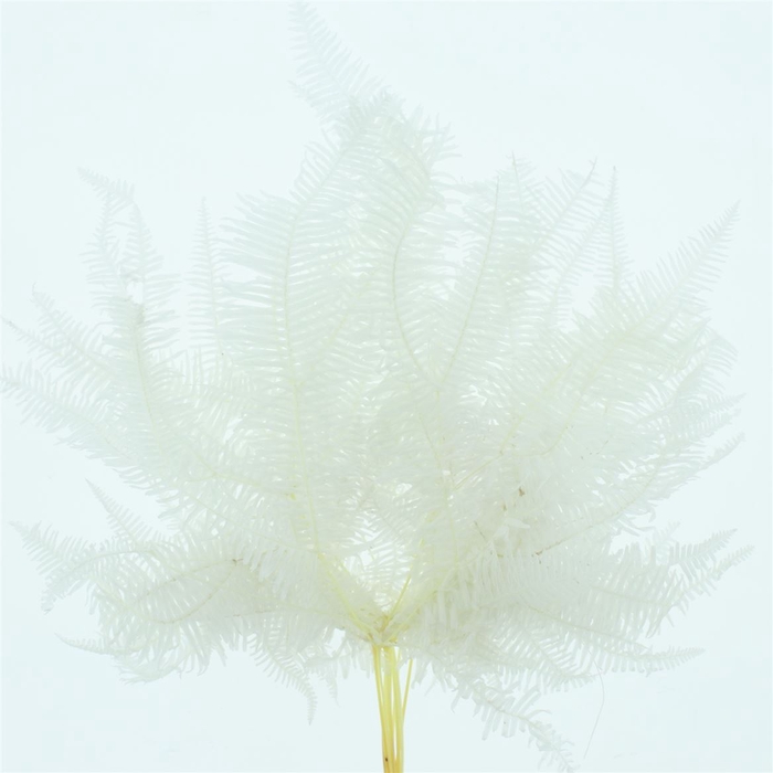 <h4>Pres Bleached Coral Leaf P Bnc</h4>