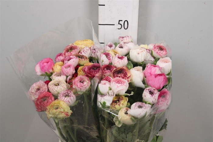 <h4>Ran El. Stripes Ex</h4>