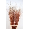 SALIX GOLDEN CURLS