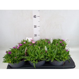 Delosperma aberdeenense
