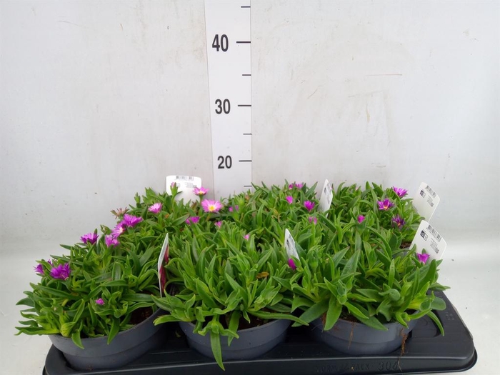<h4>Delosperma aberdeenense</h4>
