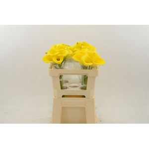 Calla Gold Medal
