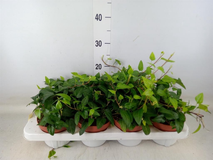 <h4>Hedera helix   ...</h4>