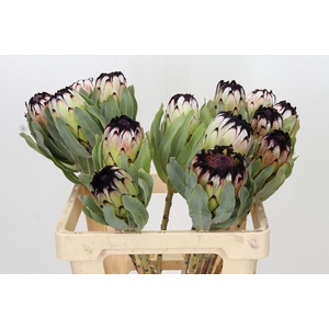 Protea Niobe