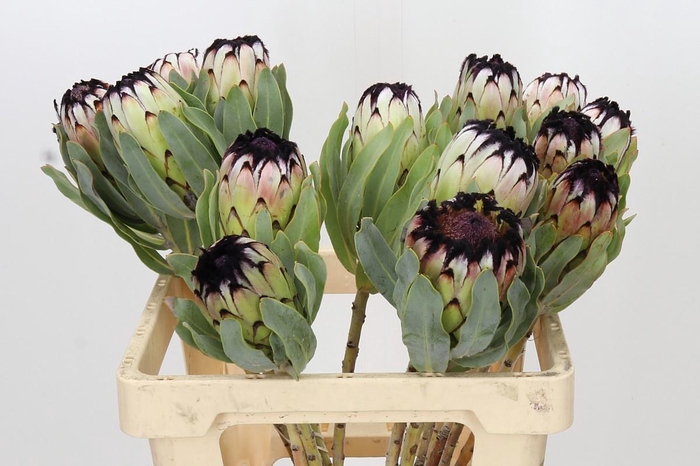 <h4>Protea Niobe</h4>