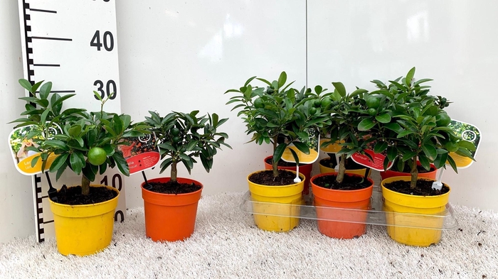 <h4>Citrus Mix-Tray 2+ Var. stem/rack (s2)</h4>