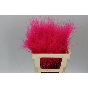 Stypha Cerise
