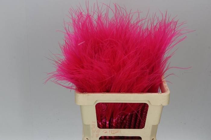 <h4>Stypha Cerise</h4>