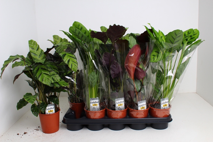 <h4>CALAT GEM 3 SRT</h4>