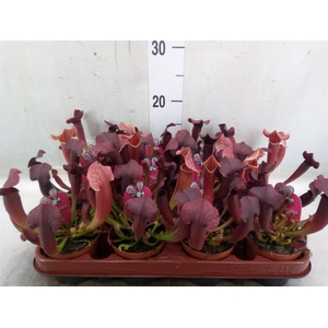 Sarracenia   ...