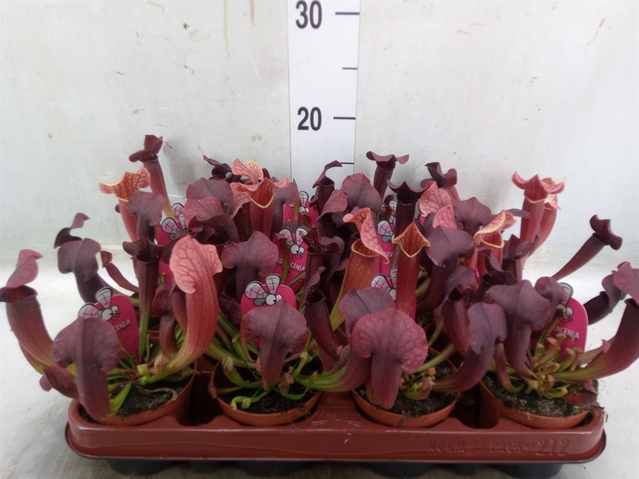 <h4>Sarracenia   ...</h4>