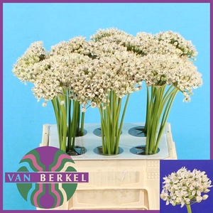 ALLIUM NIGRUM