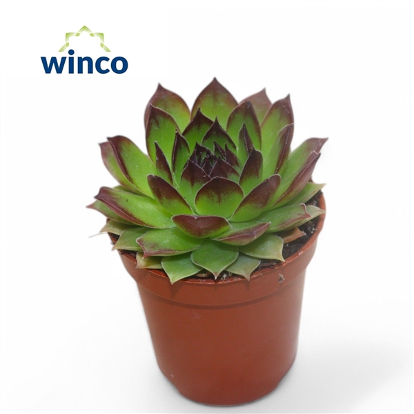 <h4>Sempervivum Tectorum</h4>
