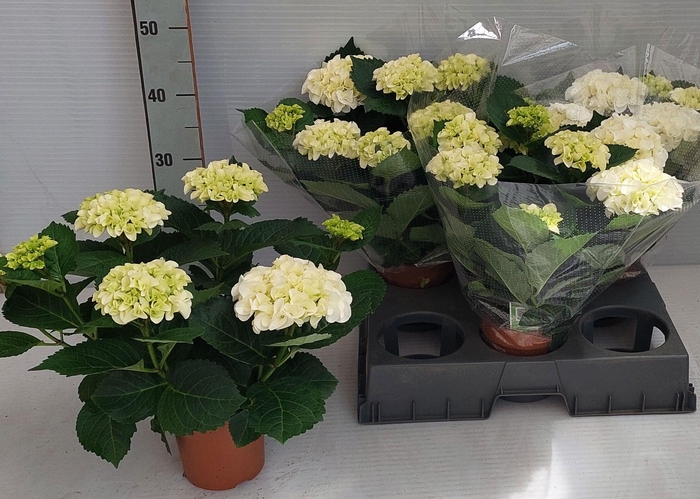 <h4>HYDR M HI ICE</h4>