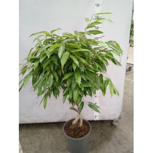 Ficus binn. 'Amstel King'