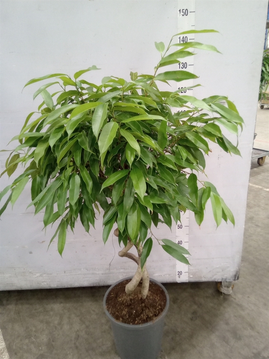 <h4>Ficus binn. 'Amstel King'</h4>