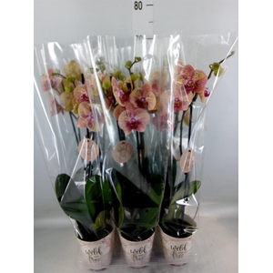 Phalaenopsis   ...