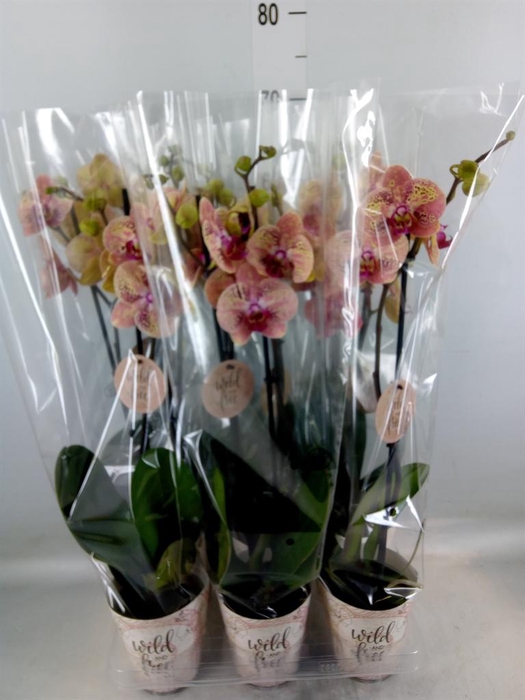 <h4>Phalaenopsis   ...</h4>