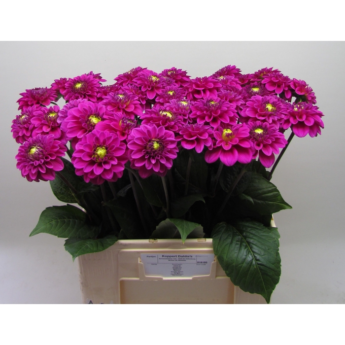 <h4>DAHL BALL PURPLE FOX</h4>