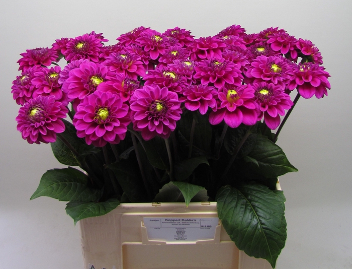 <h4>DAHL BALL PURPLE FOX</h4>