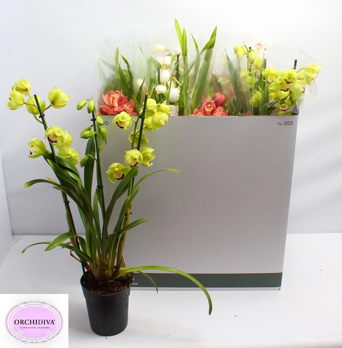 <h4>CYMB GEMENGD</h4>