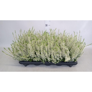 Calluna vulg. 'Beauty L Vera'