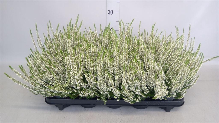 <h4>Calluna vulg. 'Beauty L Vera'</h4>