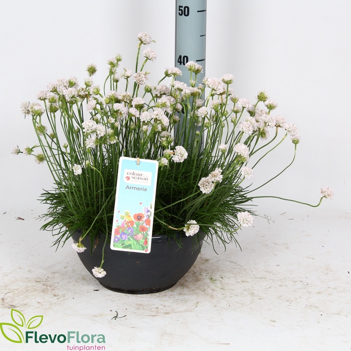 <h4>VASTE PL MIXK</h4>