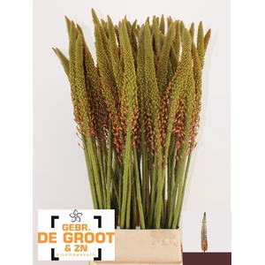 EREMURUS CLEOPATRA