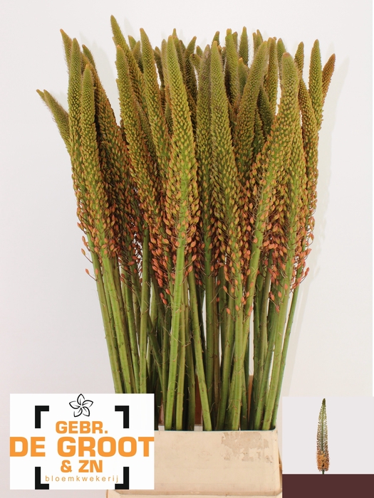 <h4>EREMURUS CLEOPATRA</h4>