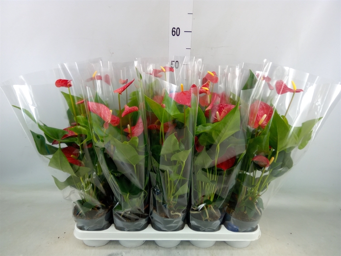 <h4>Anthurium andr. 'Karma Red'</h4>